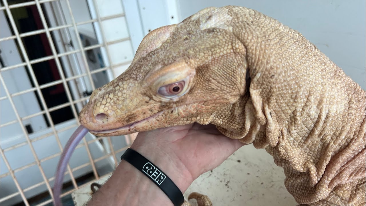 Socializing Baby Dinosaurs to Love You! BubbleGum8