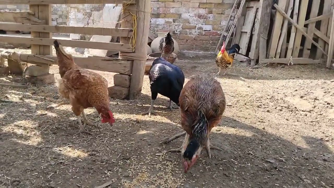 Happy Village Morning Routine || Desi Chicken Feeding & Natural Sounds