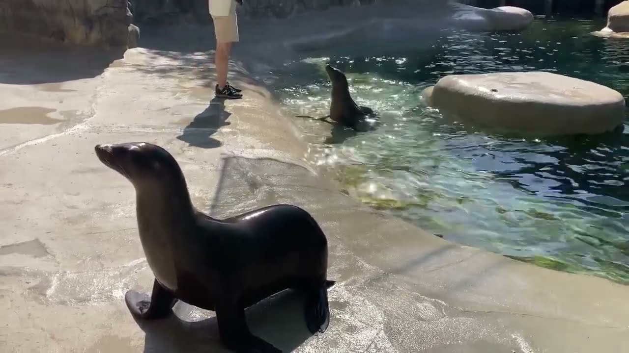 Bringing the Zoo to You: Sea Lion Birthday