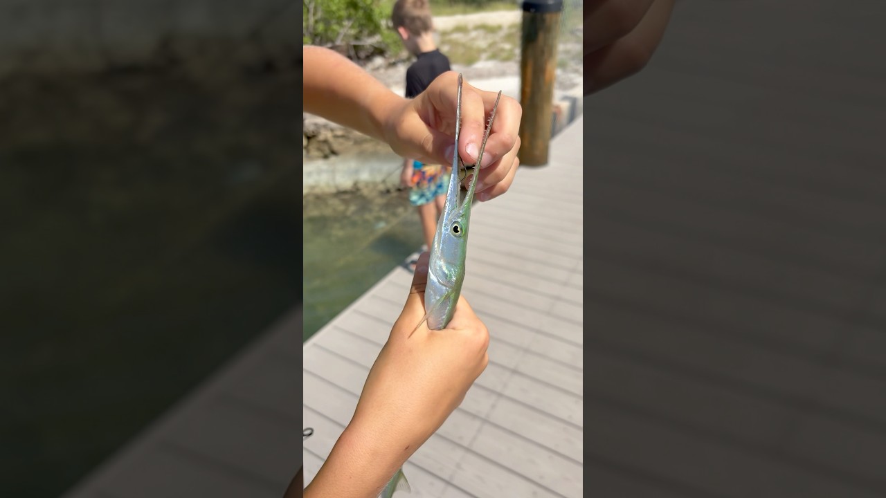 &ldquo;Dad, HELP!&rdquo; That&rsquo;s why they&rsquo;re called NEEDLEfish! #needlefish #floridakeys #florida #fish #fishing