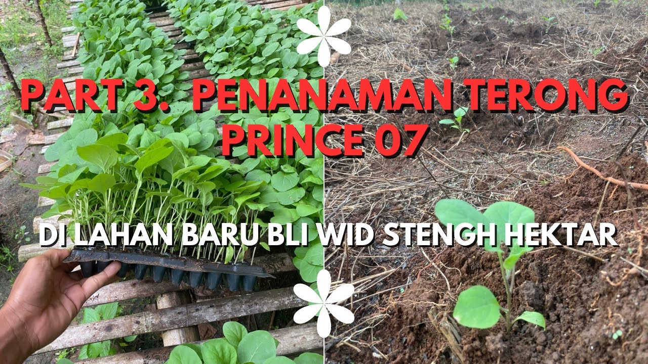 PART 3, penanaman terong prince stengh hektar