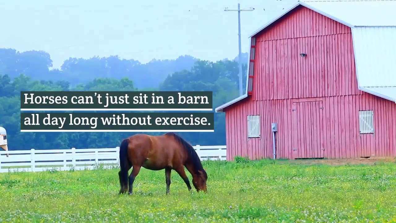 Basic Horse Care 101 | Bricole Reincke