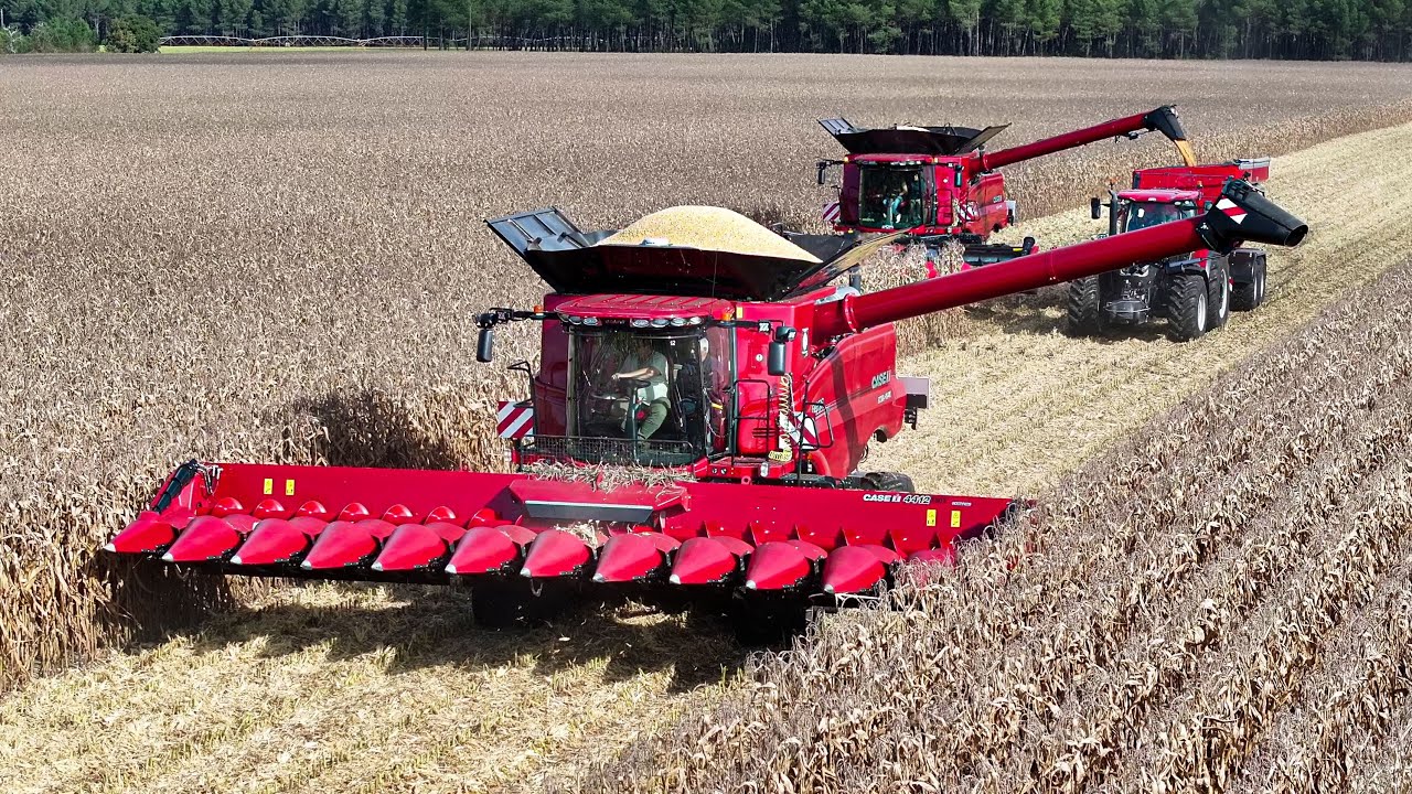 MOISSON MAÏS 2024 ! 100% CASE IH | CHAMPS de 140HA