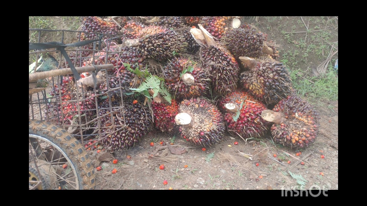 Rutinitas kak uban setiaplubur sekolah, nguli. 