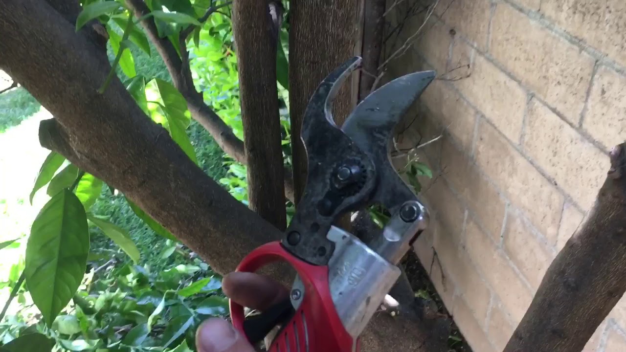 The best pruning tool you have never seen!