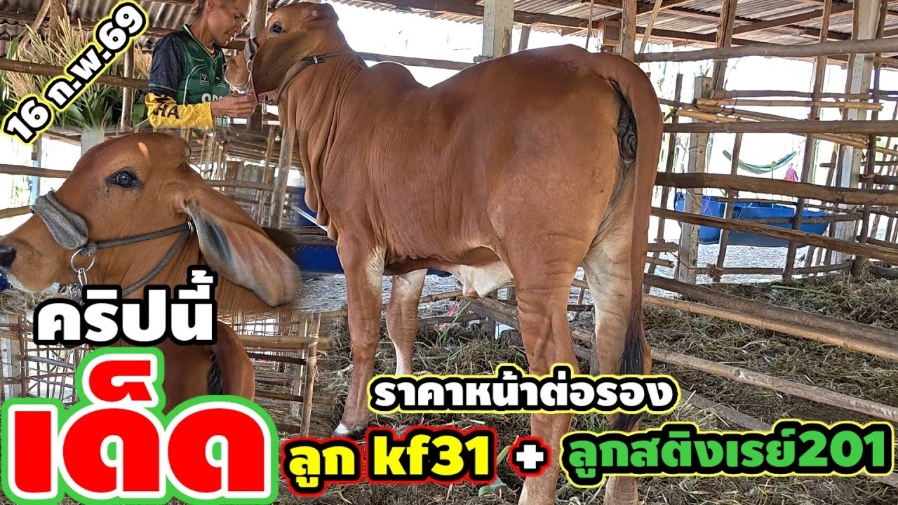 16 ก.พ.69/ เปิดราคาวัวสาว.2 ตัว คอกน้องแนน หนังหนา แข้งขาใหญ่ ลูกสาวKF31 + ลูกสาวสติงเรย์201.