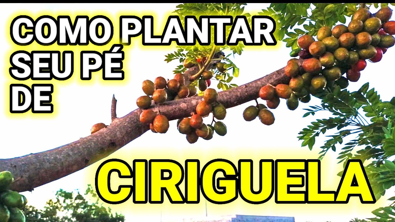 Como plantar pé de CIRIGUELA, como fazer muda,como cultivar seu pé de ceriguela,seriguela,siriguela