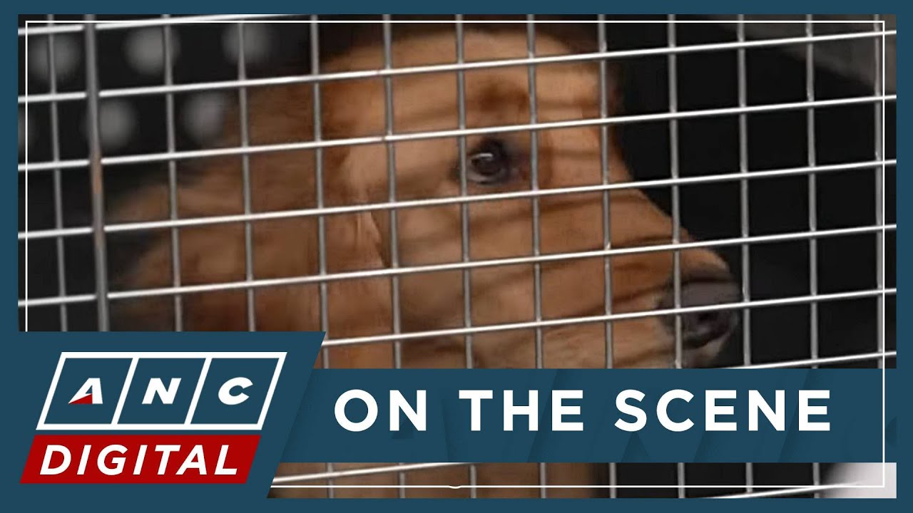WATCH: Therapy dogs bring comfort to families of Thailand quake victims | ANC