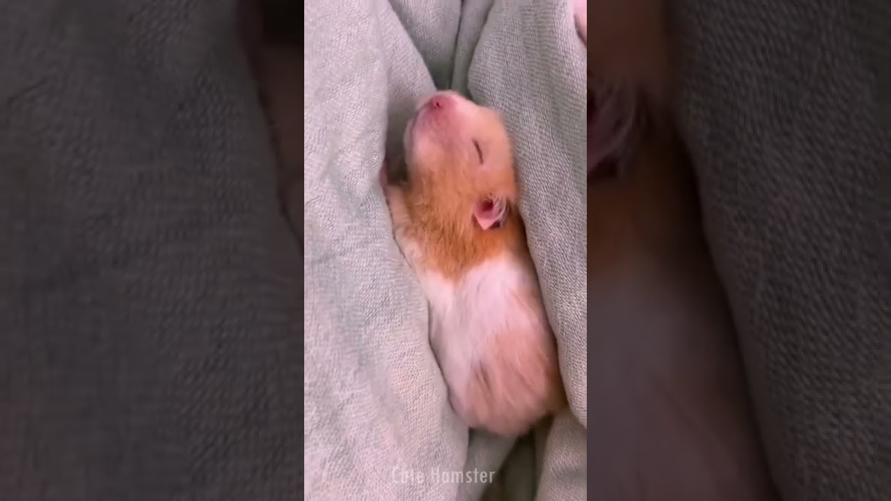 Cute sleeping hamster🐹  #cutehamster #hamster #hamstershorts #shorts #funnypets #hamsters #pets
