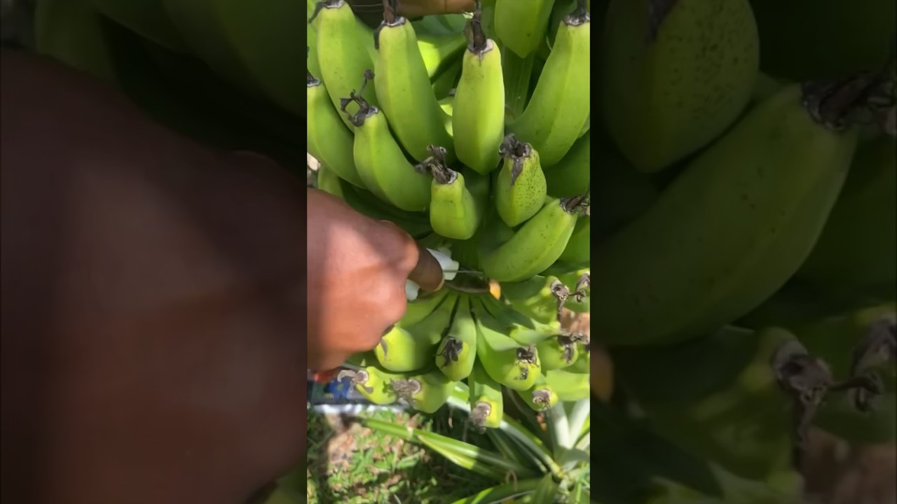 Tally Man, Tally Me Banana 