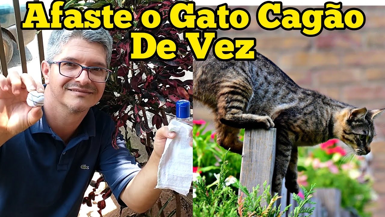 COMO AFASTAR GATO DO JARDIM DE SUA CASA DE VEZ