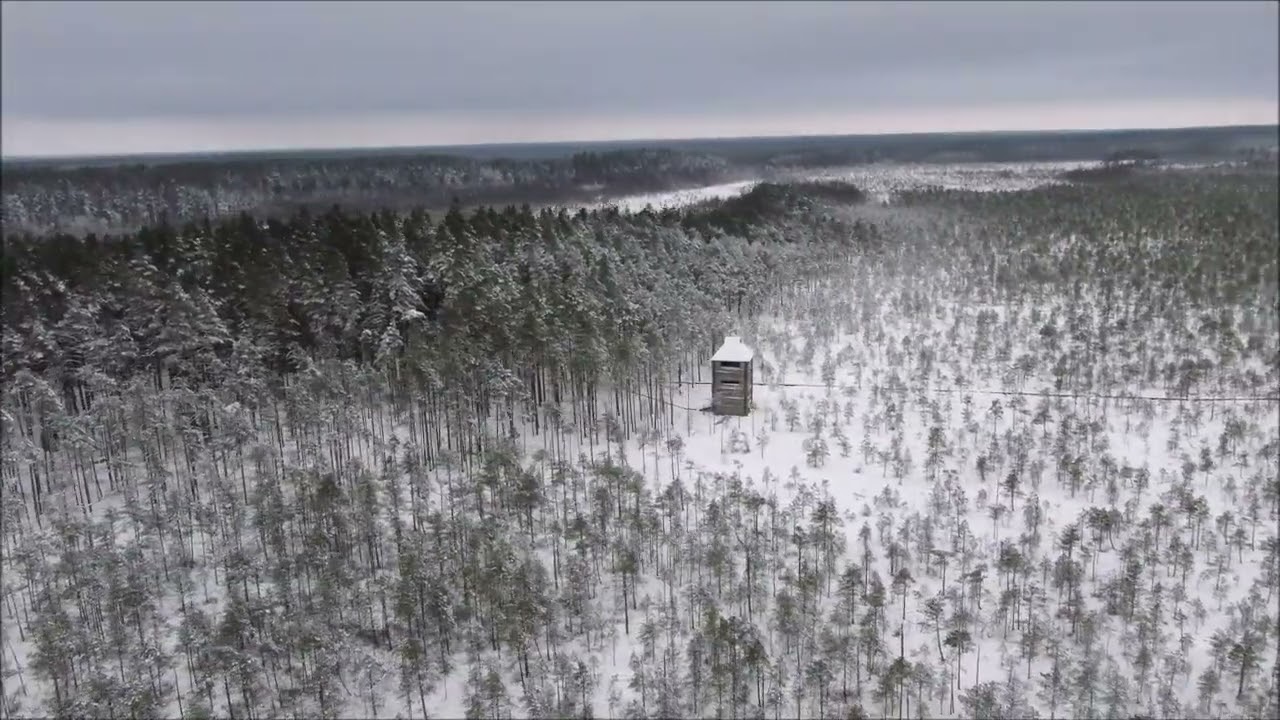 Winter in the nature reserve of Alam-Pedja, Estonia