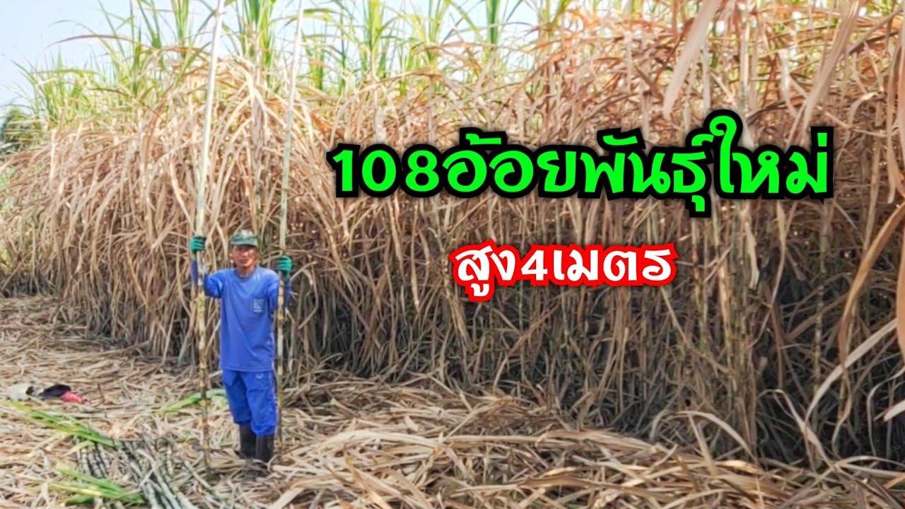 อ้อยพันธุ์ใหม่ สูง ใหญ่ ยาวมาก ที่อ.ภูเขียว
