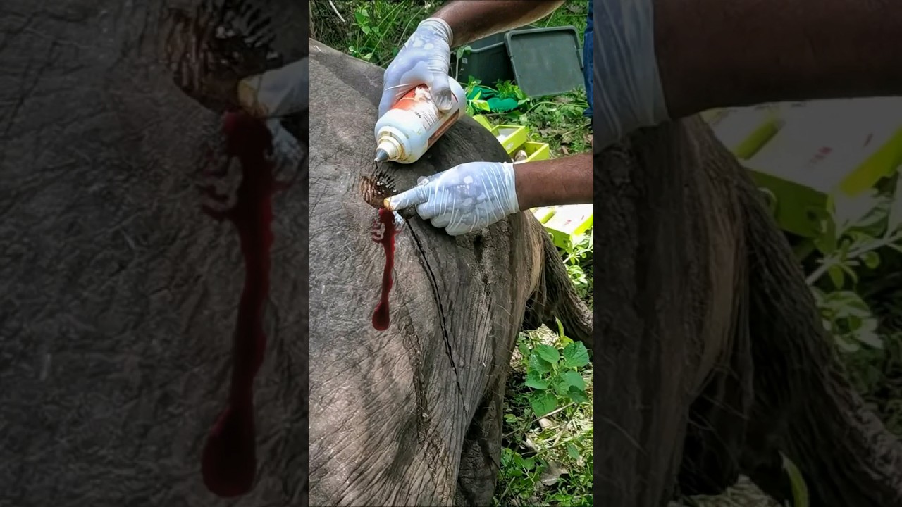𝙑𝙚𝙩𝙚𝙧𝙞𝙣𝙖𝙧𝙮 𝙩𝙧𝙚𝙖𝙩𝙢𝙚𝙣𝙩 𝙛𝙤𝙧 𝙚𝙡𝙚𝙥𝙝𝙖𝙣𝙩 😢😢 #elephante #wildlife #viral #nature