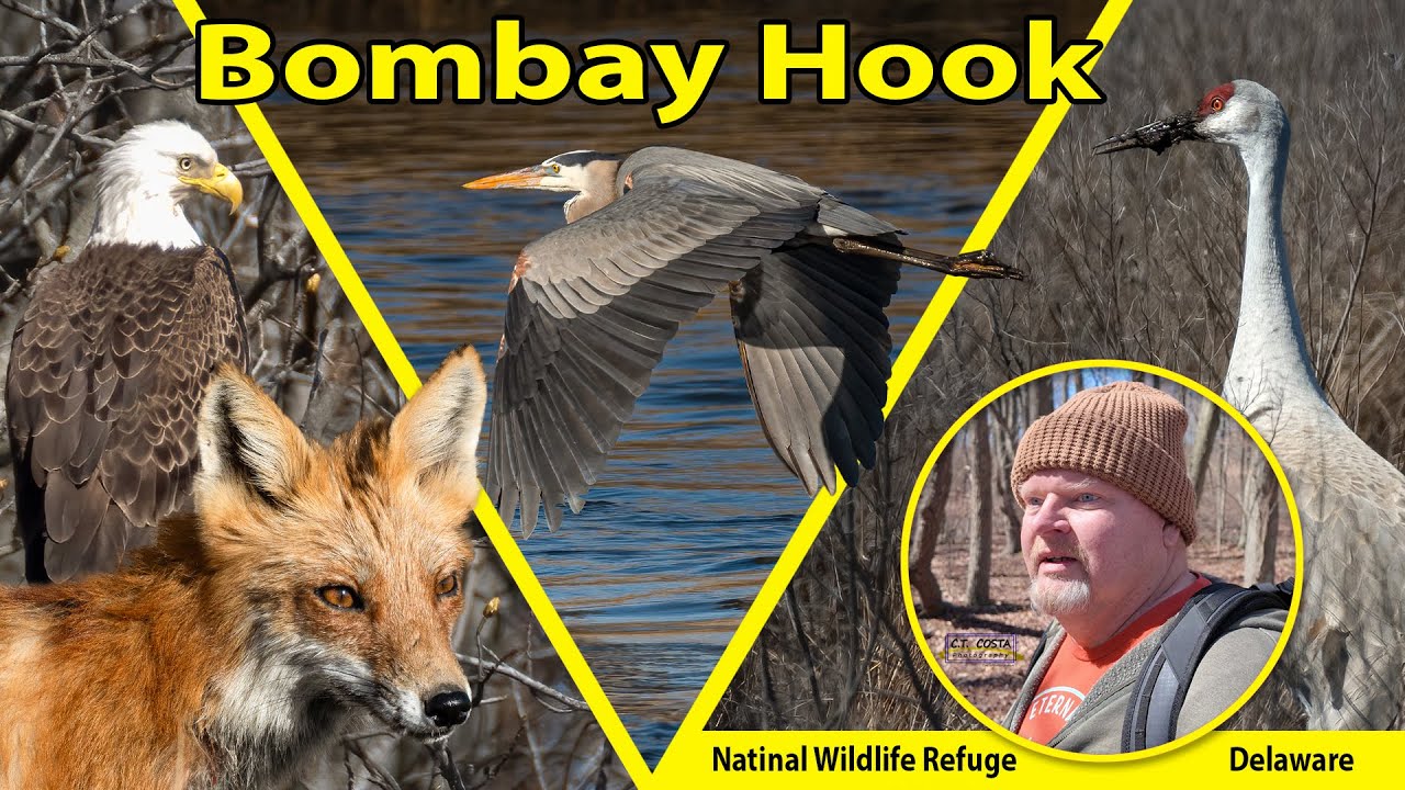 Spring Wildlife at Bombay Hook National Wildlife Refuge - Exploring Delaware