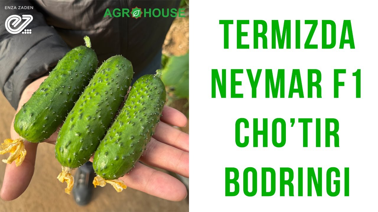Termizda Neymar F1 choʻtir bodiringi #bodring #огурцы #agrohouse #uzbekistan