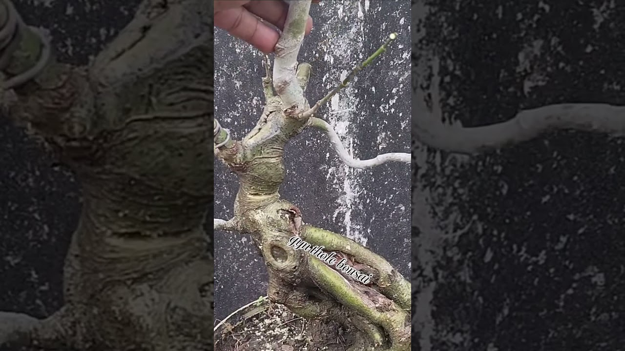 The 