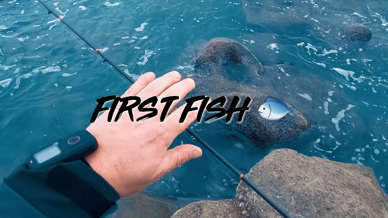 Sea bass / okon morski z brzegu