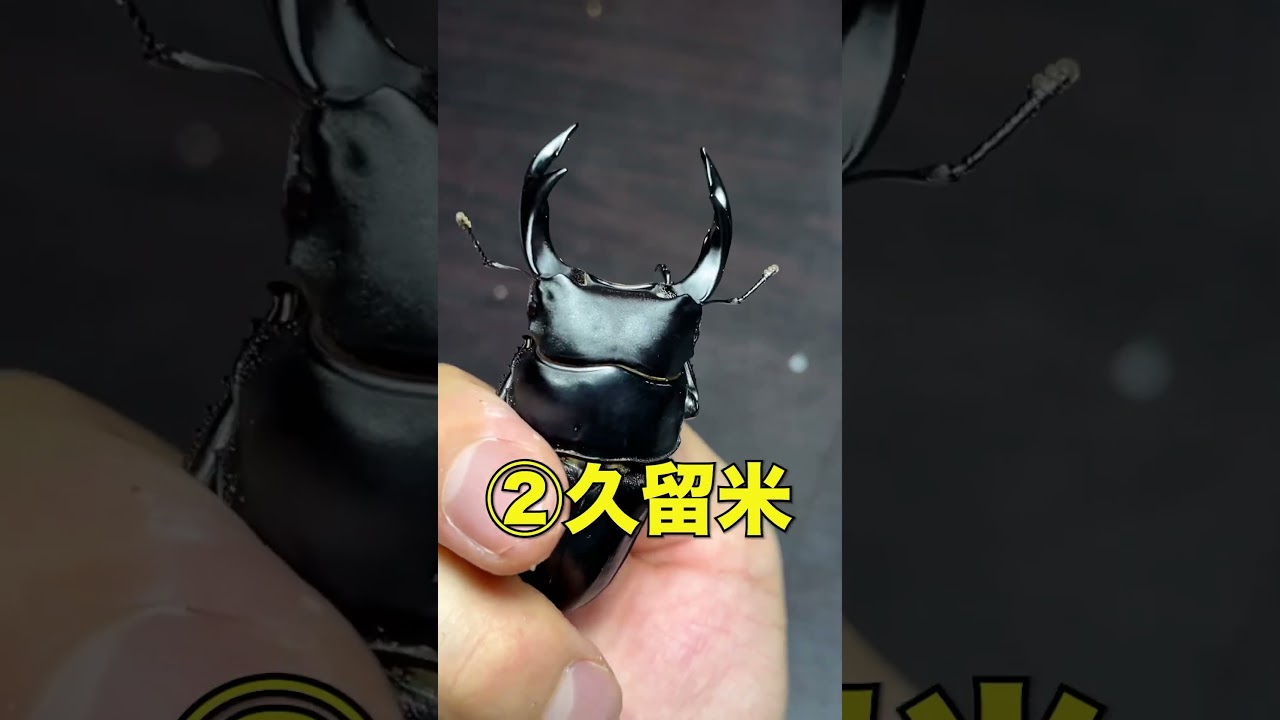 クワガタの血統 