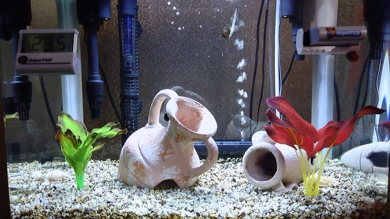 Aquarium superfish panorama 50 litres