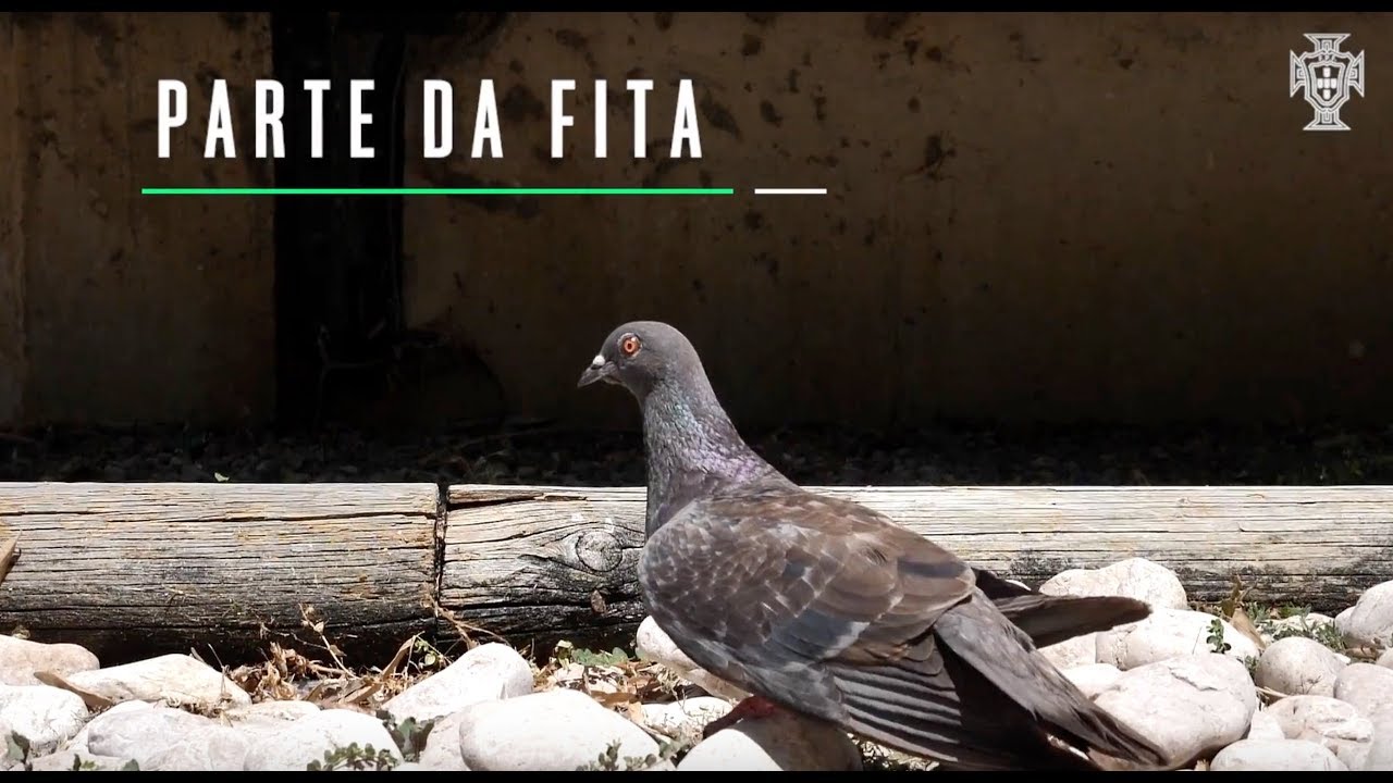 Reportagem FPF: 