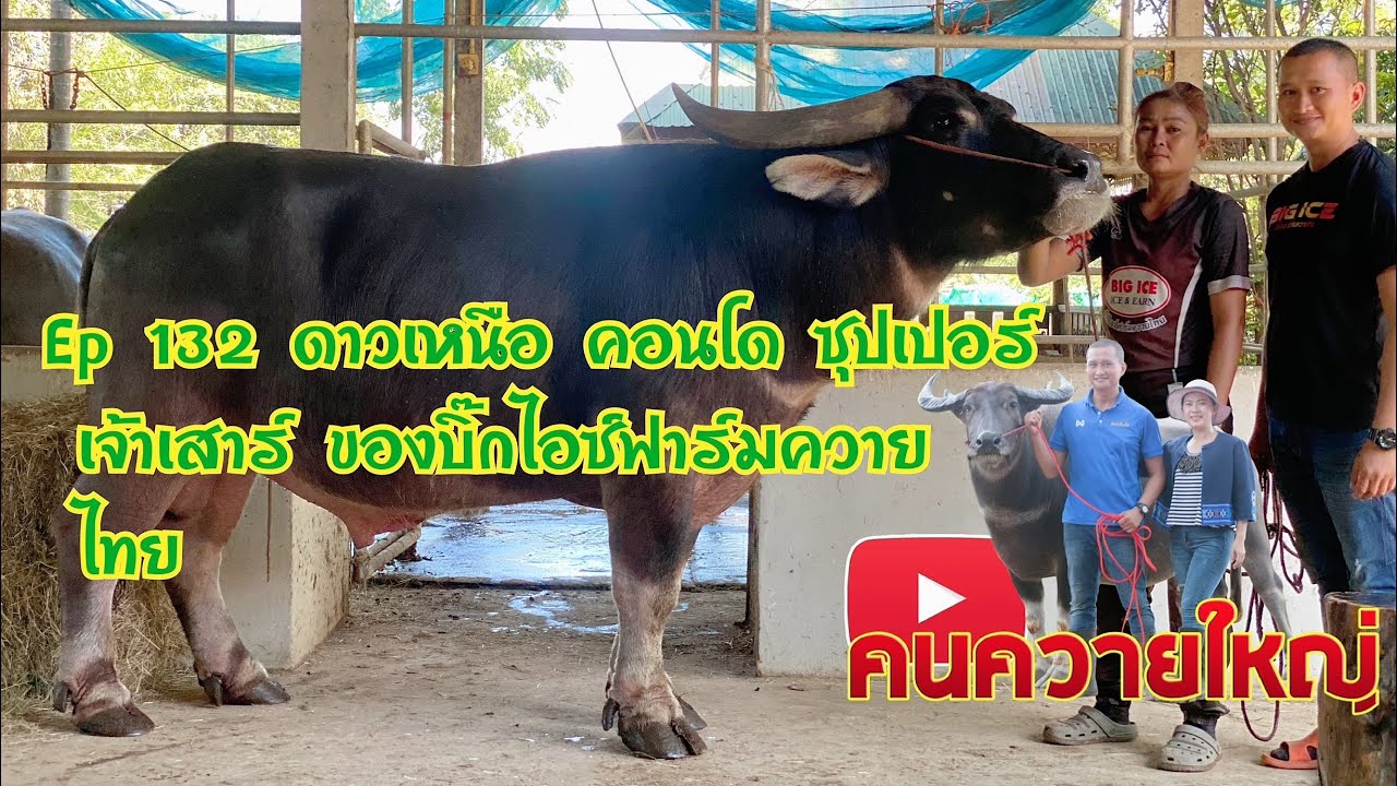 คนควายใหญ่ Ep 132 ดาวเหนือ คอนโด ซุปเปอร์ เจ้าเสาร์ ของบิ๊กไอซ์ฟาร์มควายไทย