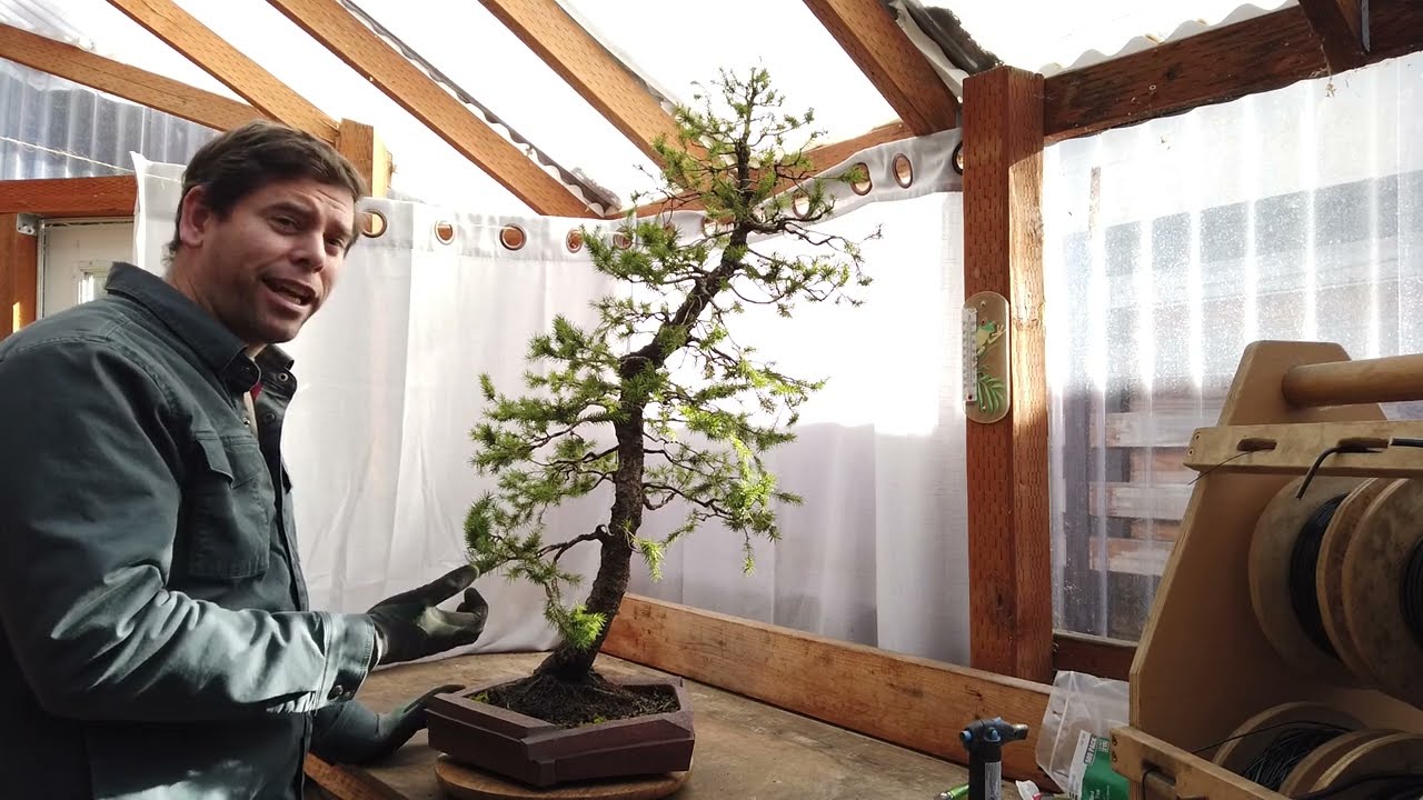 Engelmann Spruce Touchup