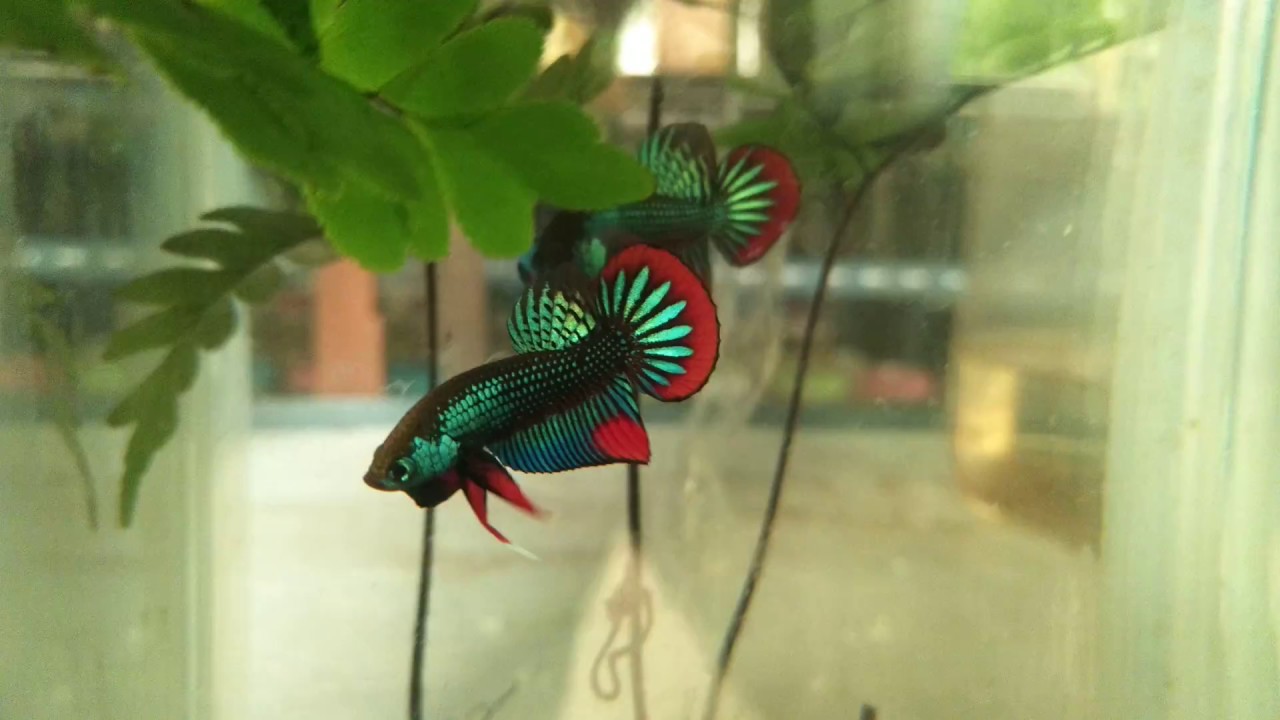 Wild betta imbellis (premium bloodline) - Franksbettas