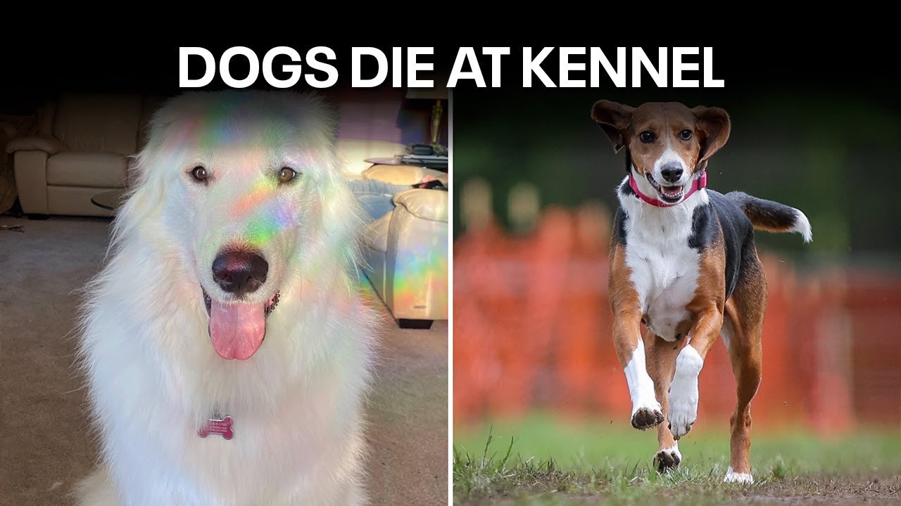 2 dogs die while at PA kennel prompting investigation