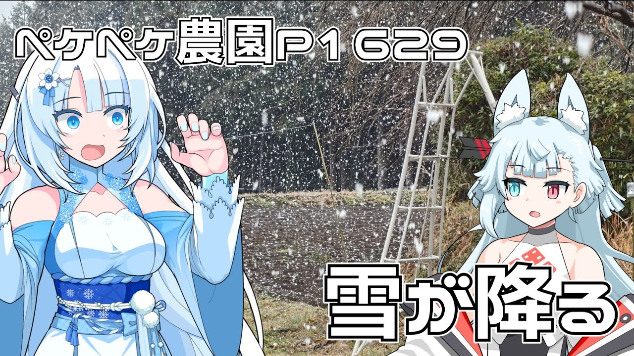 2026年2月7日　農作業日誌P1629　住んでいる地域にして珍しく雪が降った！なお、裏山は毎年降っている
