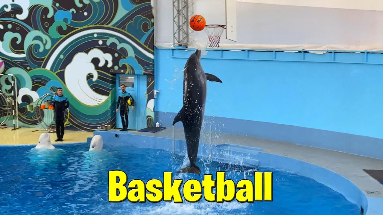 Dolphin plays basketball (4K 60fps iPhone 11 Pro)