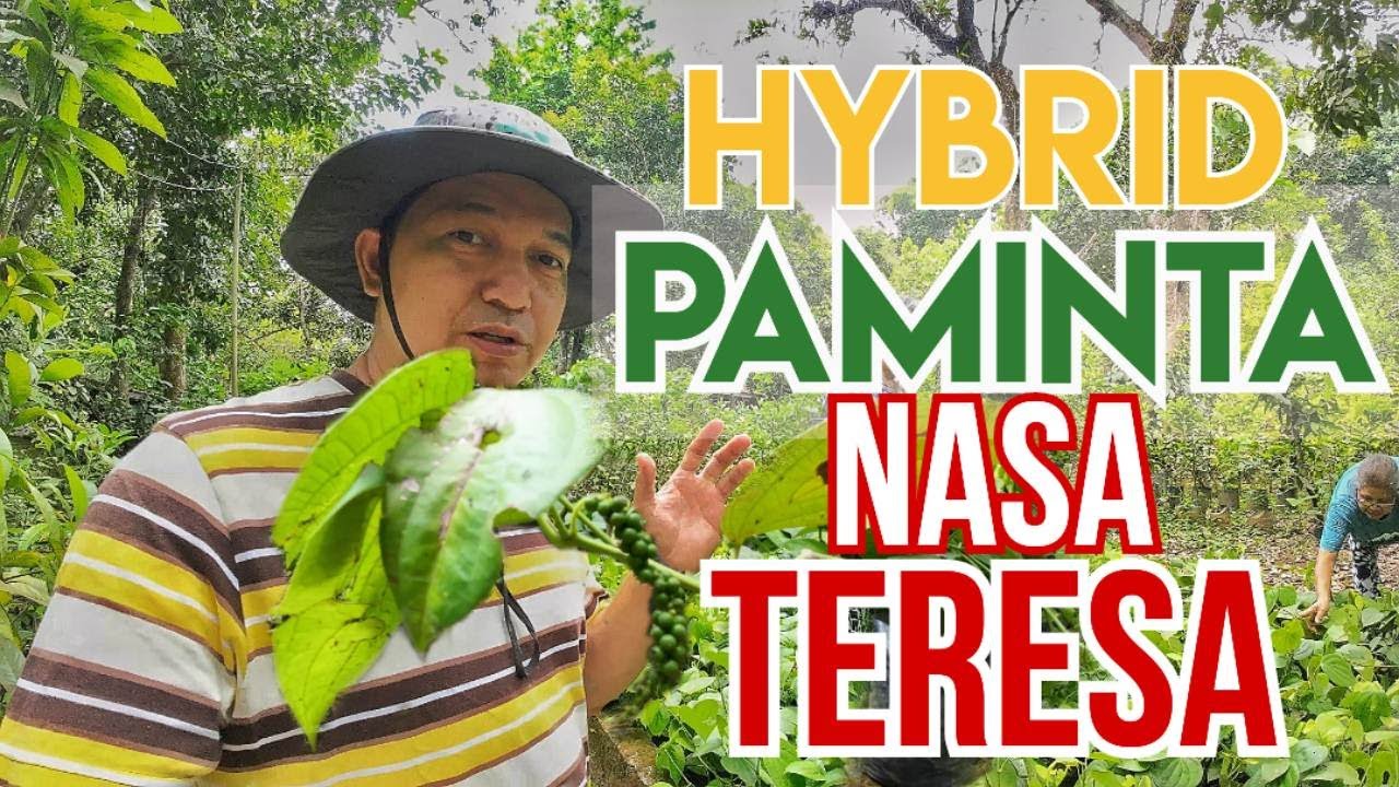 Source of Black Pepper Seedlings in Rizal | Hybrid Paminta