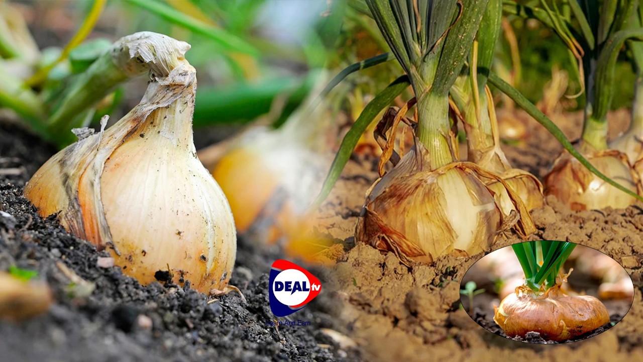 How to Earn 15 Million UGX in 4 Months from Growing Onions in Uganda | Ultimate Guide