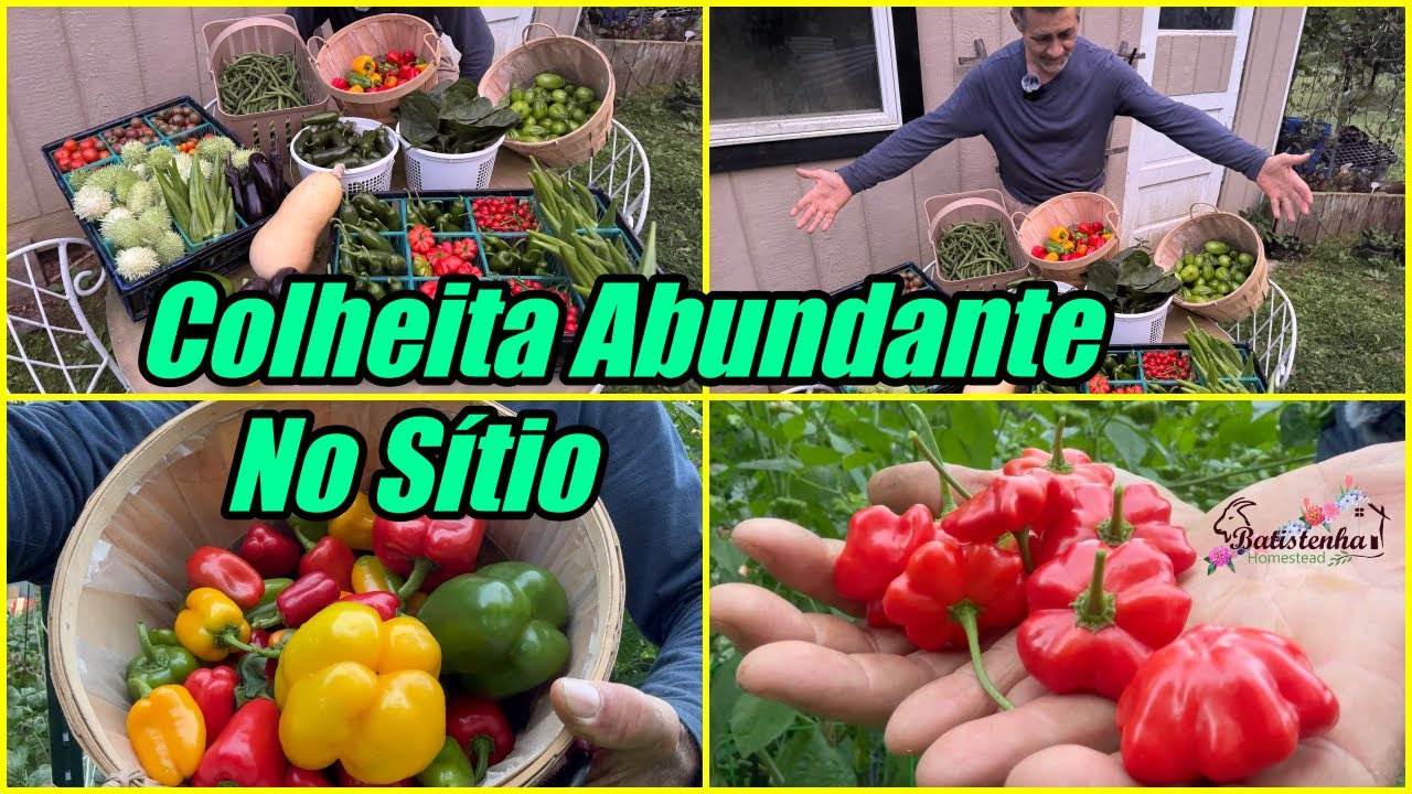 Colheita Abundante no Sítio / Abundant Harvest on the Farm