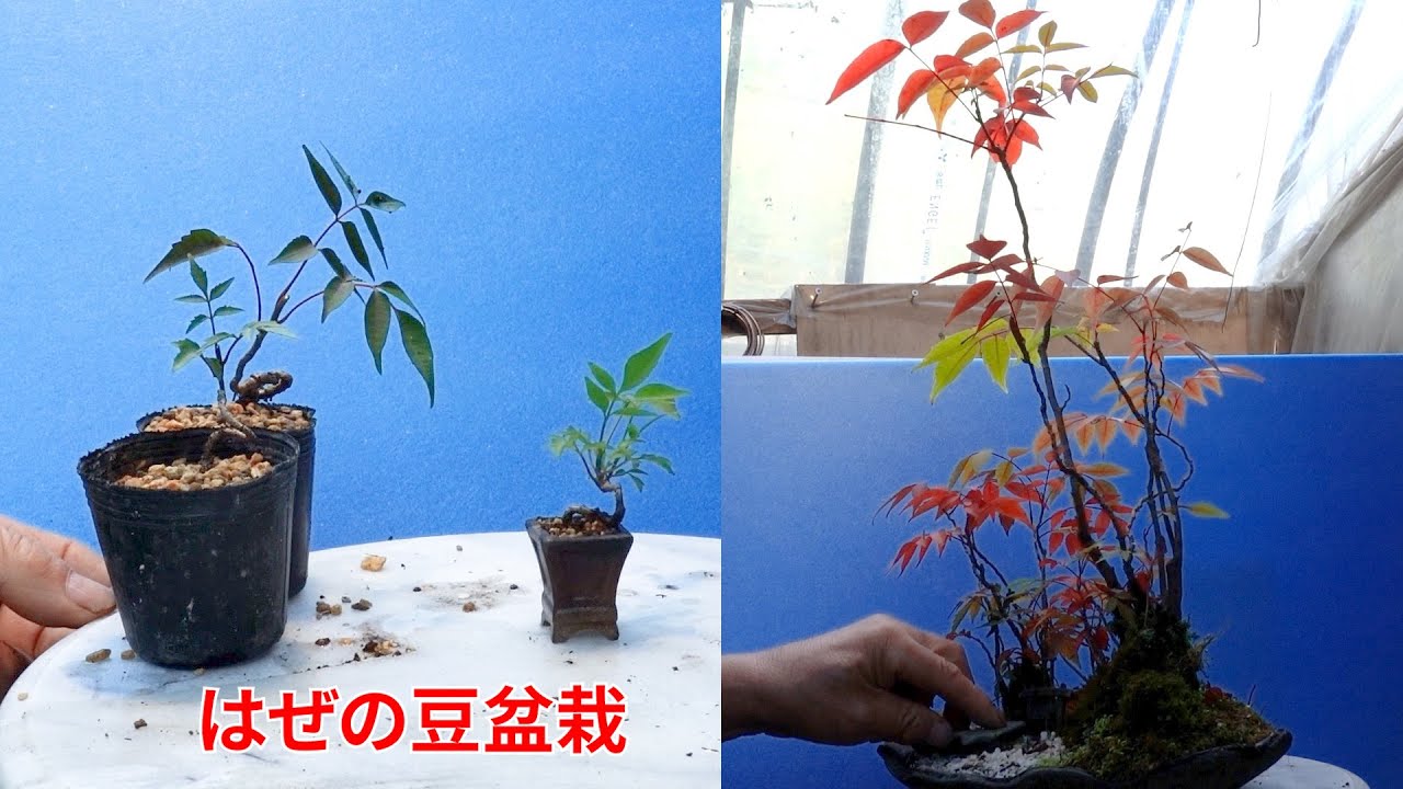 はぜの豆盆栽と太い幹の盆栽
