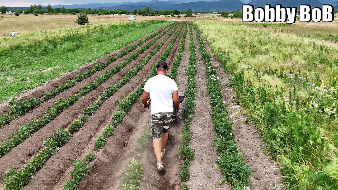 Bilonam cartofii cu Rotakt MF400