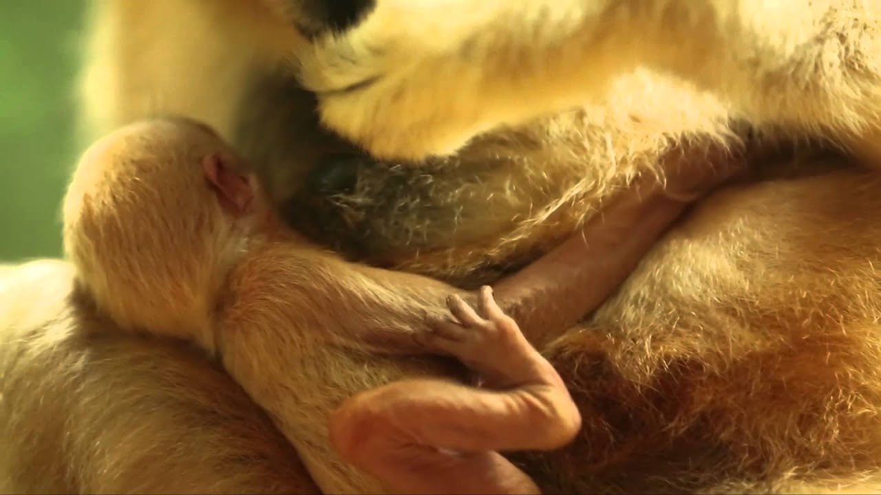 Lincoln Park Zoo Welcomes Rare White-Cheeked Gibbon Baby