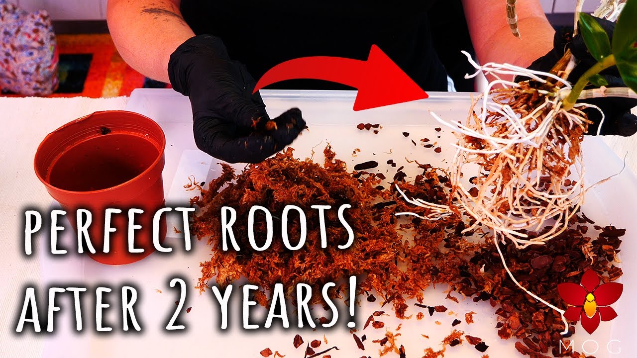 Repotting pendant Dendrobium Orchid in self watering pot - Let's talk about it!