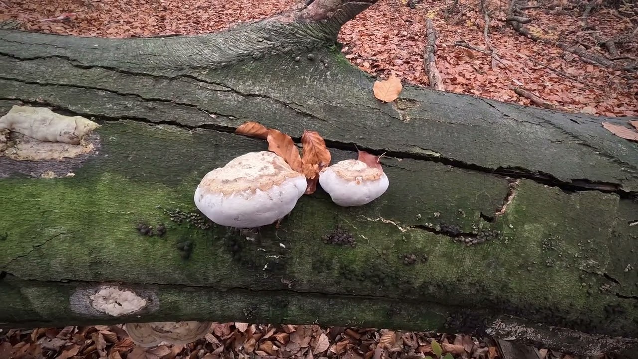 Las Murckowski 