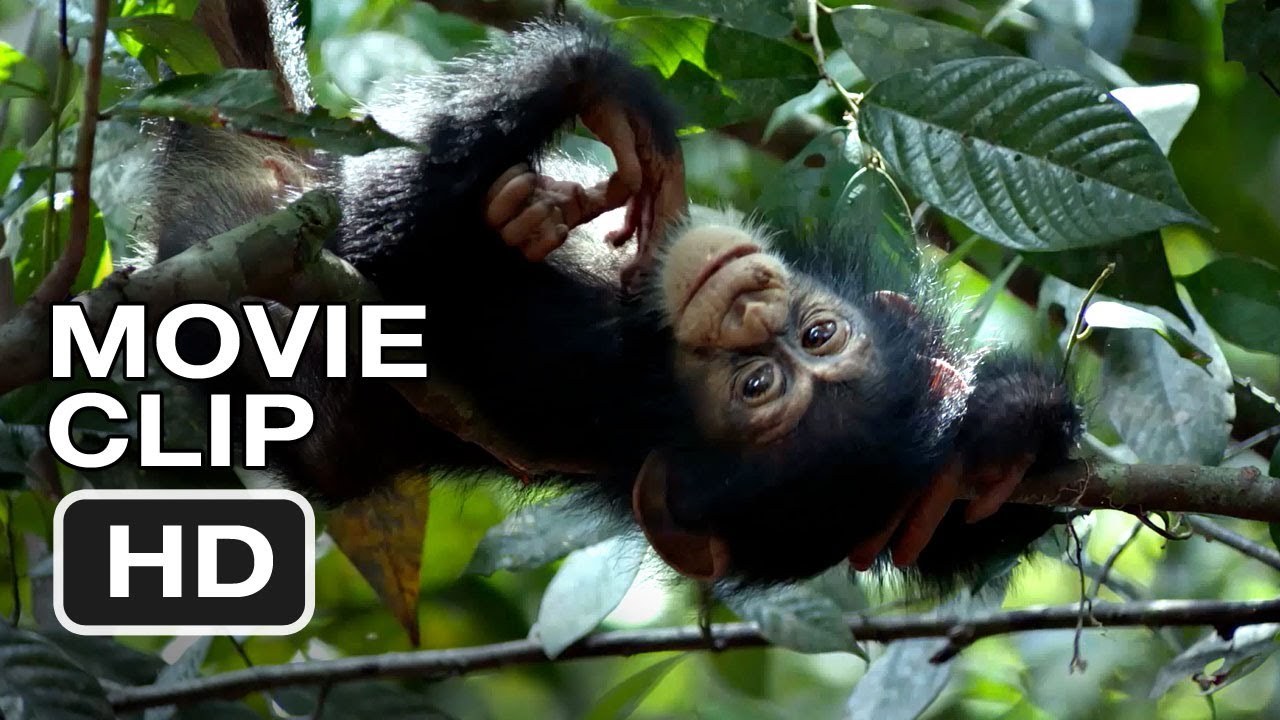 Chimpanzee Movie CLIP - Swingin' (2012) Disney Nature Movie HD