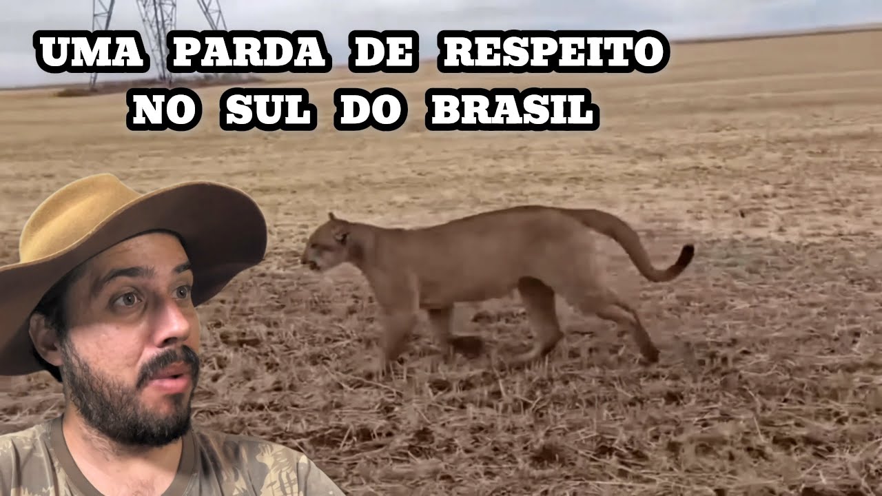 Correram atr&aacute;s do Macho de On&ccedil;a Parda para gravar de pertinho