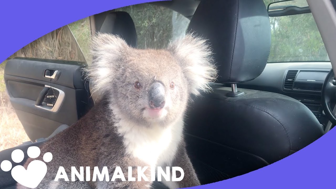 Koala Leaps Into Car. Scares Man And His Dog | Amazing Animal Encounters