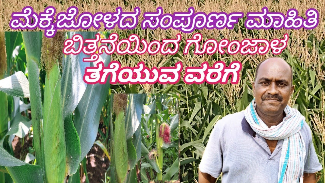 mekke jolada sampurna mahiti || ಮೆಕ್ಕೆಜೋಳದ ಸಂಪೂರ್ಣ ಮಾಹಿತಿ || ಗೋಂಜಾಳ ಕೃಷಿ ✅️ corn 🌾