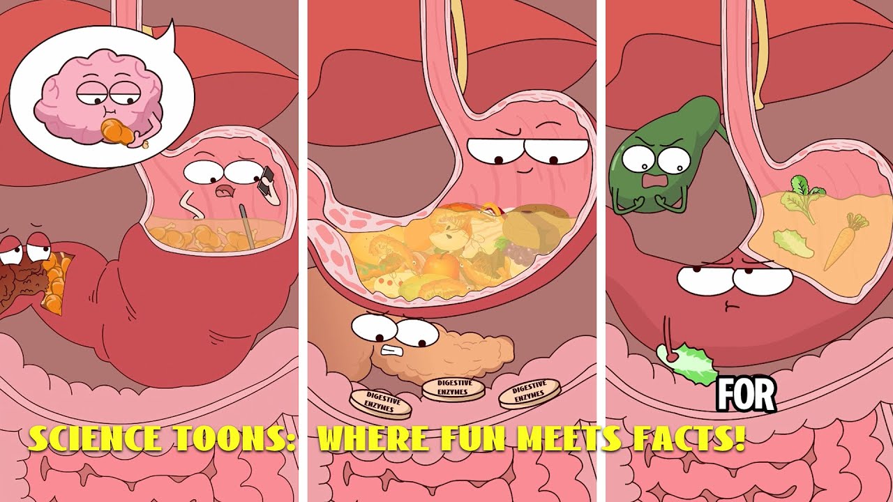 A collection of popular science animations about stomach knowledge#animation #funny #video #health 