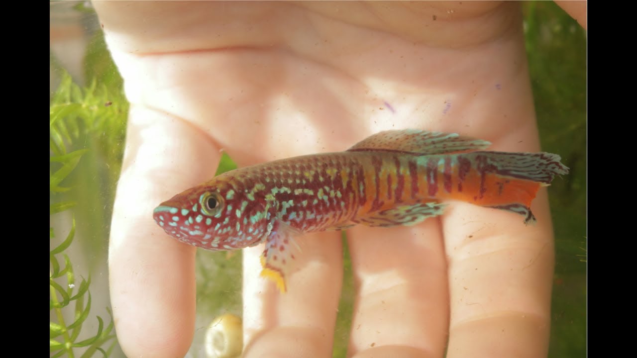 FUNDULOPANCHAX SJOESTEDTI BLUE USA