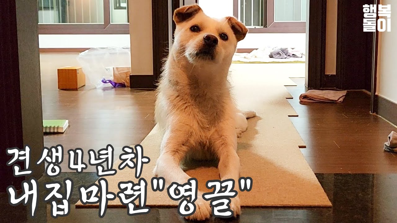 난생처음 집을 갖게된 강아지의 반응