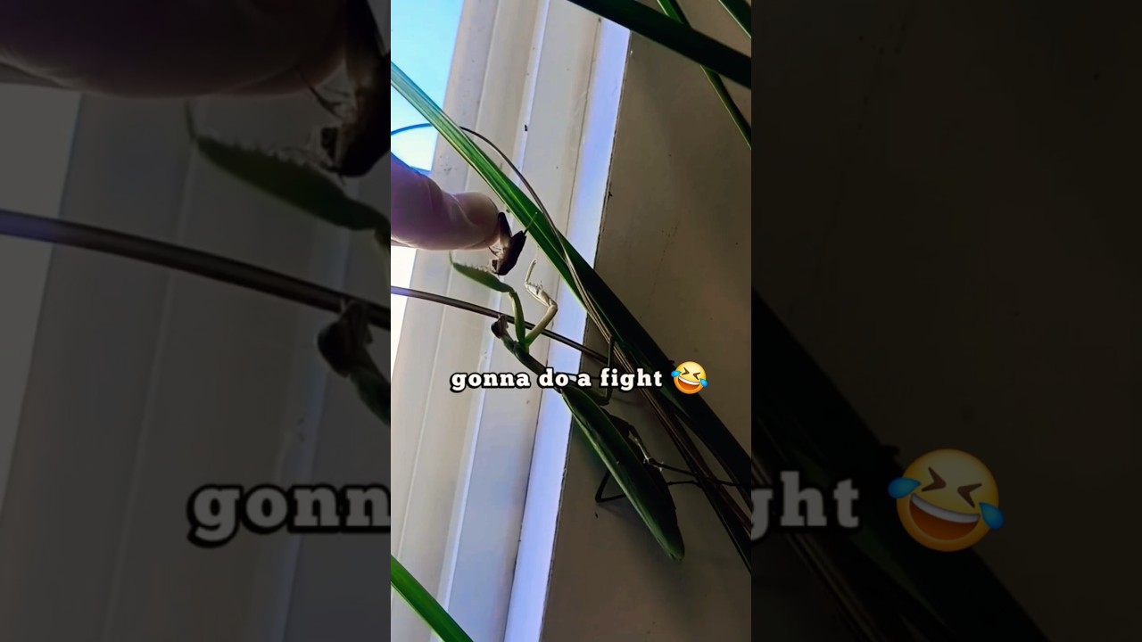 Praying Mantis Cricket Skit 