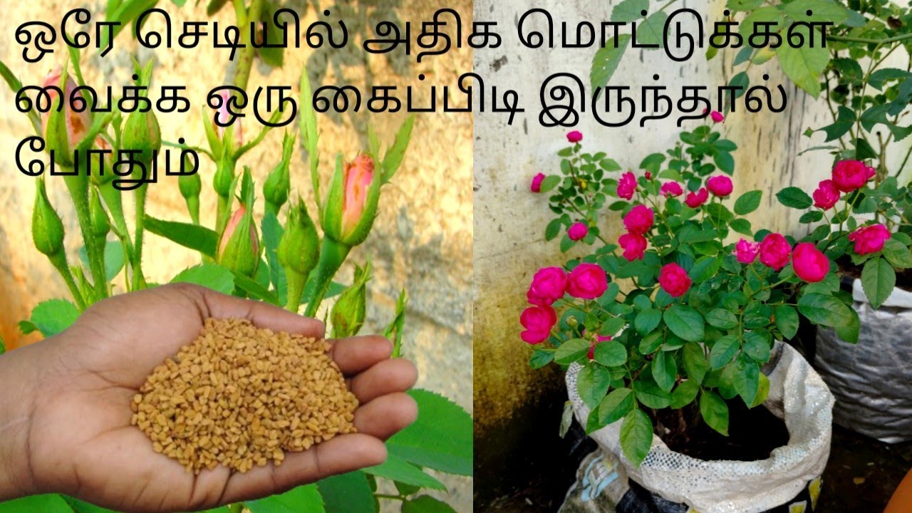 ஒரே செடி அதிக மொட்டுக்கள் வைத்து பூ பூக்க ஒரு கைப்பிடி போதும் 🌹🌿