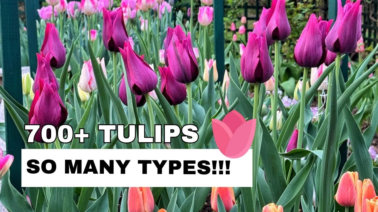 SPRING TULIP GARDEN IN FULL BLOOM! 🌷 A Showcase of Beautiful Colors & Tulip Varieties