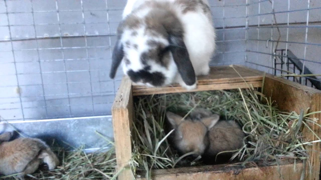 Baby Holland Lops | Herd Update